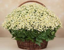 Цветочная композиция из Ромашки в корзине #REPLACE_PRED# Вулканном