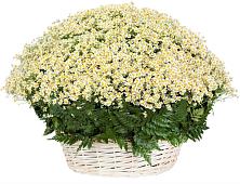 Цветочная композиция из Ромашки в корзине #REPLACE_PRED# Вулканном